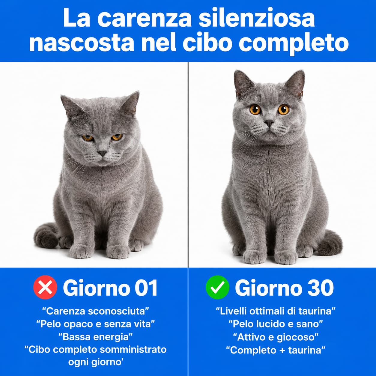 PuroGatto™ Taurina